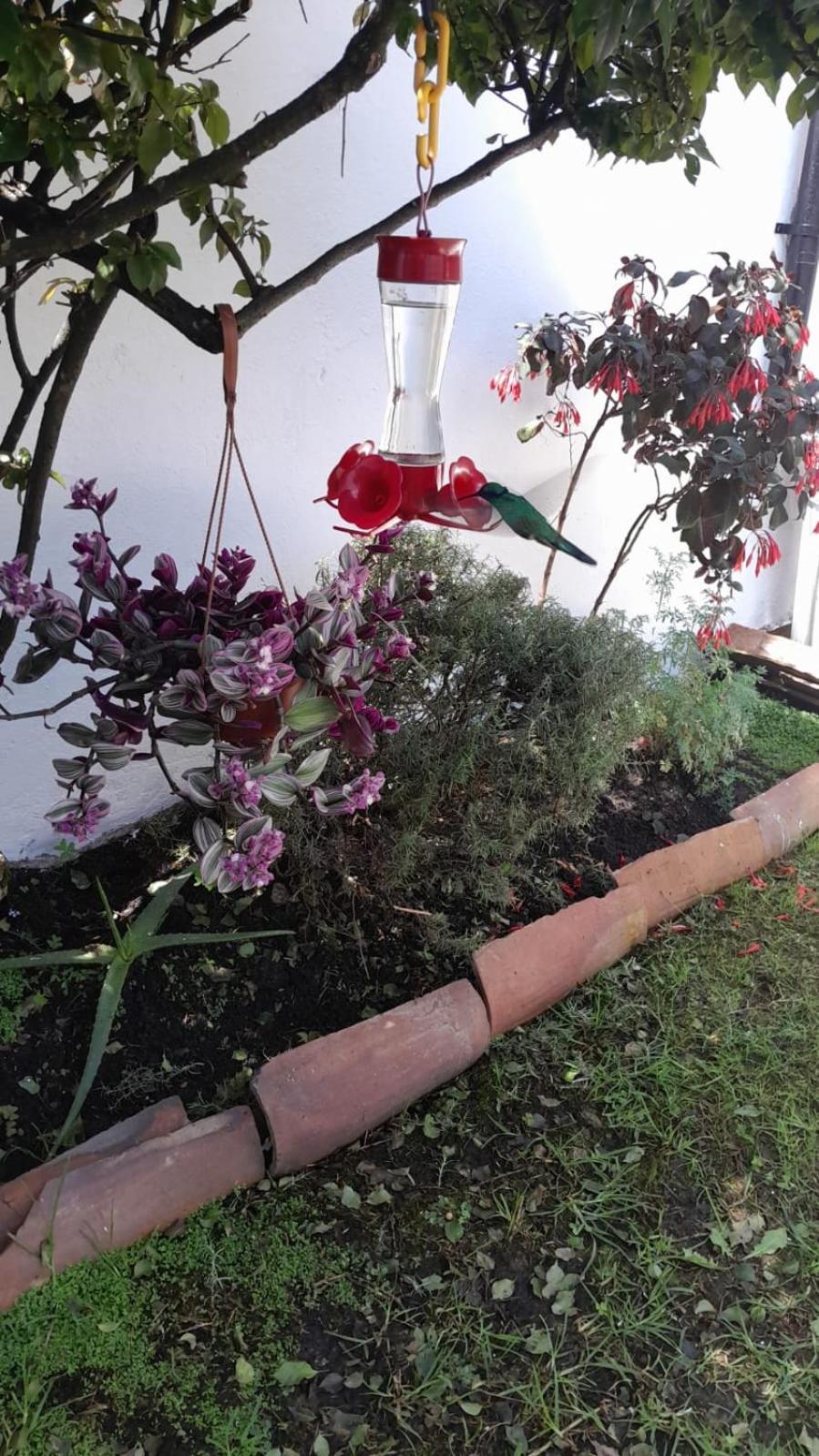 Tipo Hospedagem domiciliar *